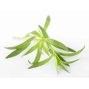 Tarragon herb fresh       pot