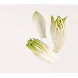 Salad  endive/sikori  500g         pk
