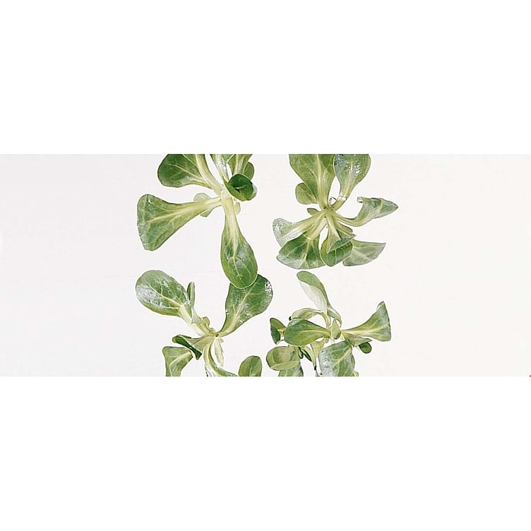Salat feld            stk