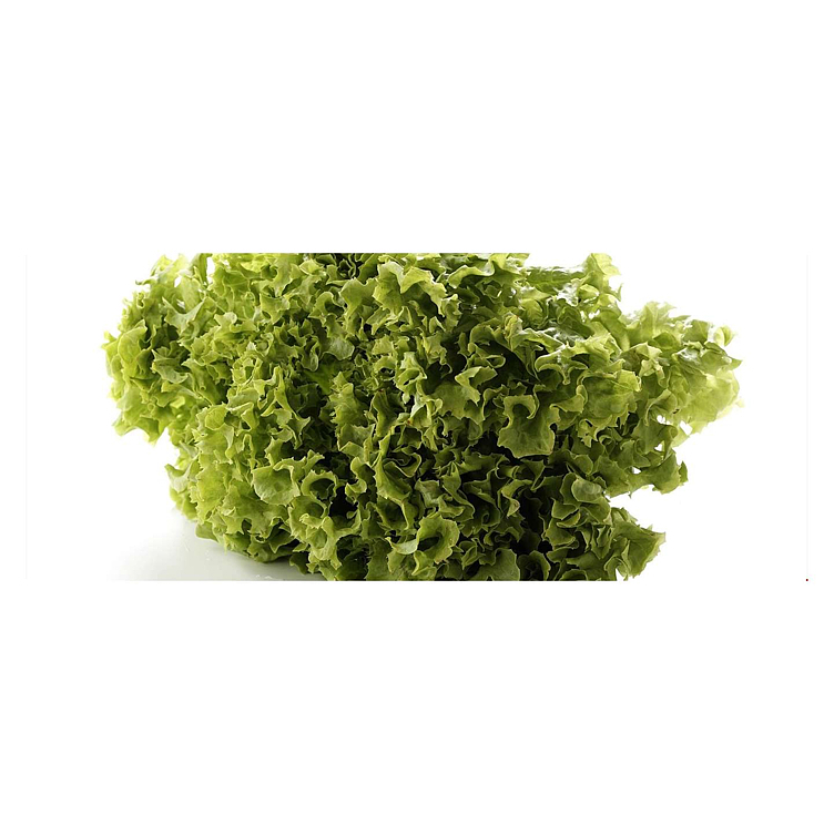Salat lollo grønn blader 2kg