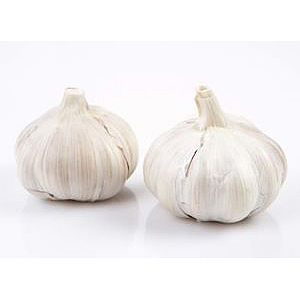 Garlic ecological