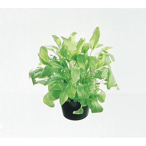 Syre/surblader 100g stk