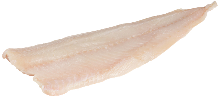 Seifilet u/skinn fersk ca.5kg kg