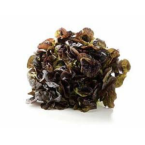 Lettuce ekeblad         pcs