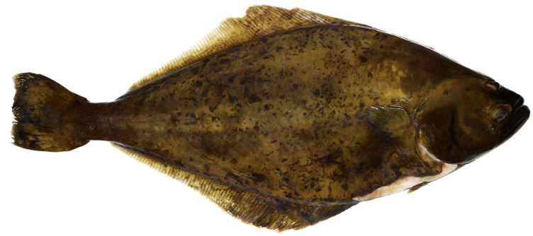 Kveite hel sterling ca.6kg kg