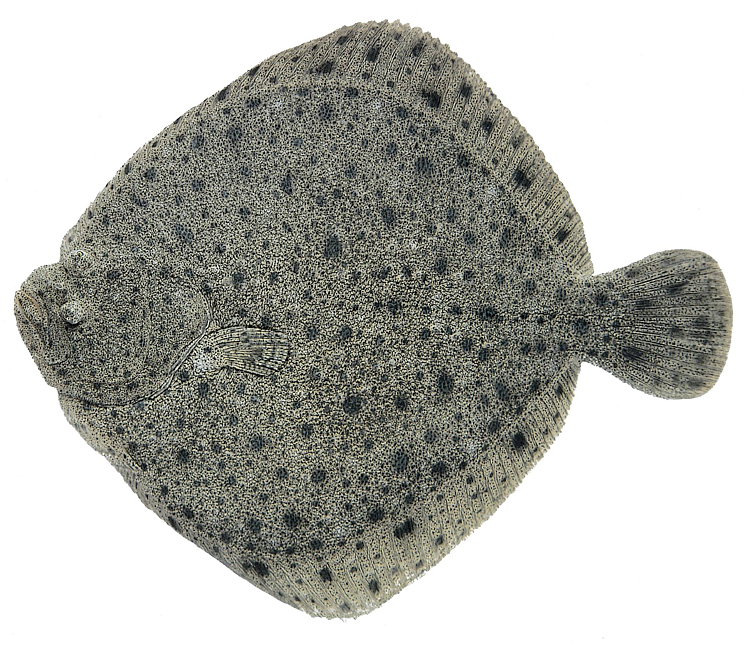 Piggvar 1-2kg oppdrett ca10kg  kg