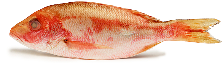 Red snaperper hg raw whole  200-500g  10kg