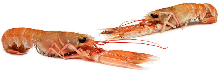 Sjøkreps frys 8-12, 1kg