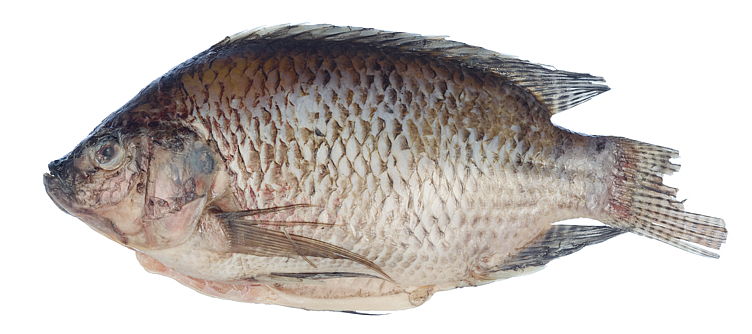 Tilapia hel renset 300-500g 4kg