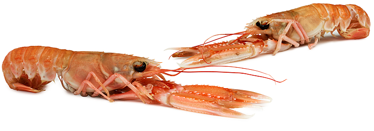 Langoustines frozen  4-7  1kg