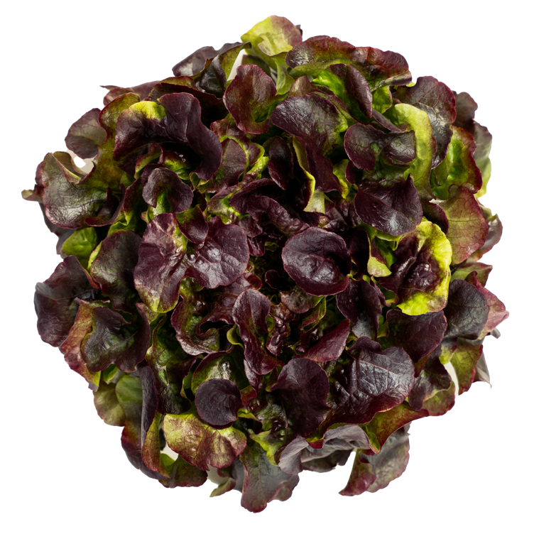 Red oak løsv. spiseklar salat rød ekeblad   1,5kg