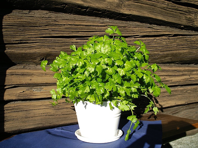 Bladpersille  ø12cm standard   potte