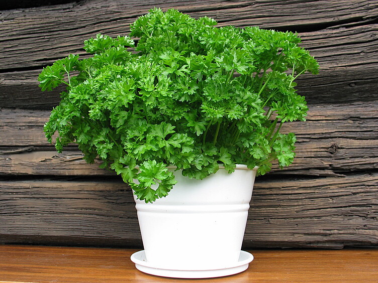 Kruspersille  ø12cm standard   potte