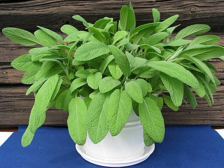 Salvie  ø12cm standard   potte