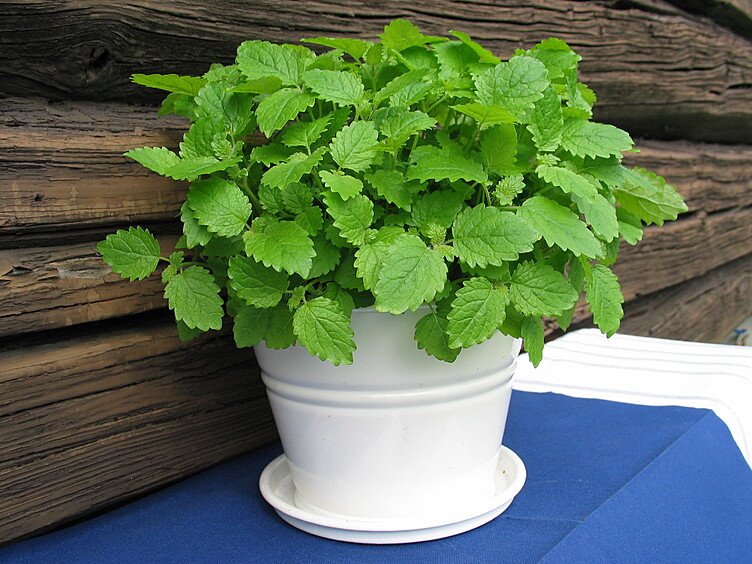 Sitronmelisse  ø12cm standard   potte