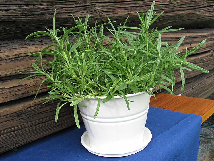 Rosmarin  ø12cm standard   potte