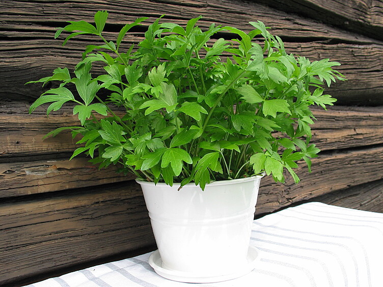 Løpstikke  ø12cm standard   potte