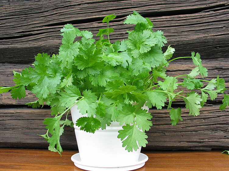 Koriander  ø12cm standard   potte