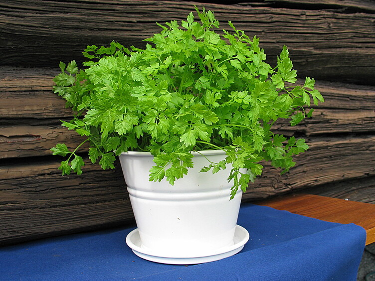 Kjørvel  ø12cm standard   potte