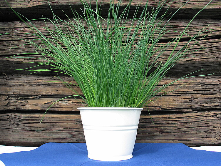 Gressløk  ø12cm standard   potte