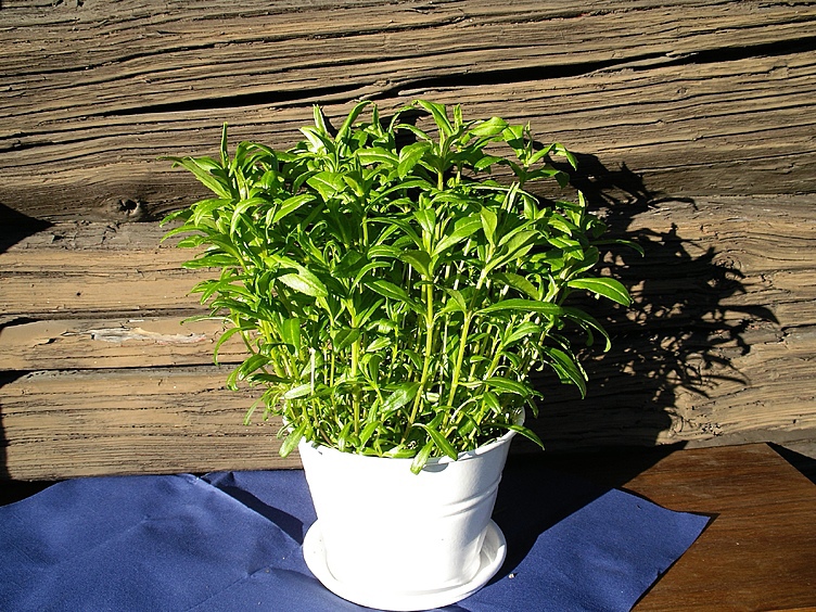 Estragon  ø12cm standard   potte