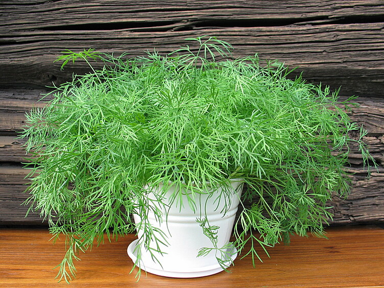 Dill  ø12cm standard   potte