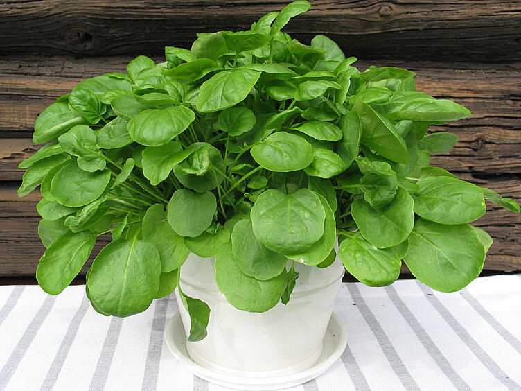 Brønnkarse  ø12cm standard   potte