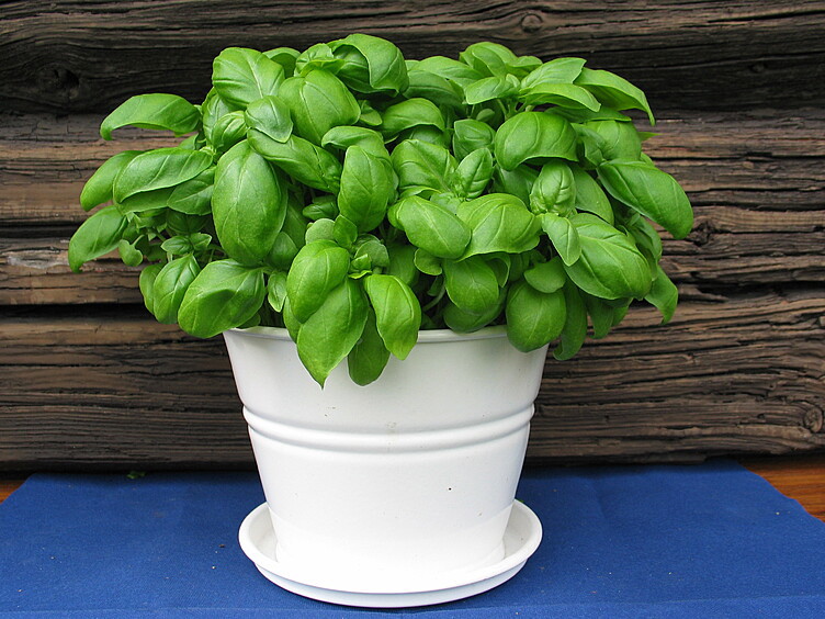 Basilikum  ø12cm standard   potte