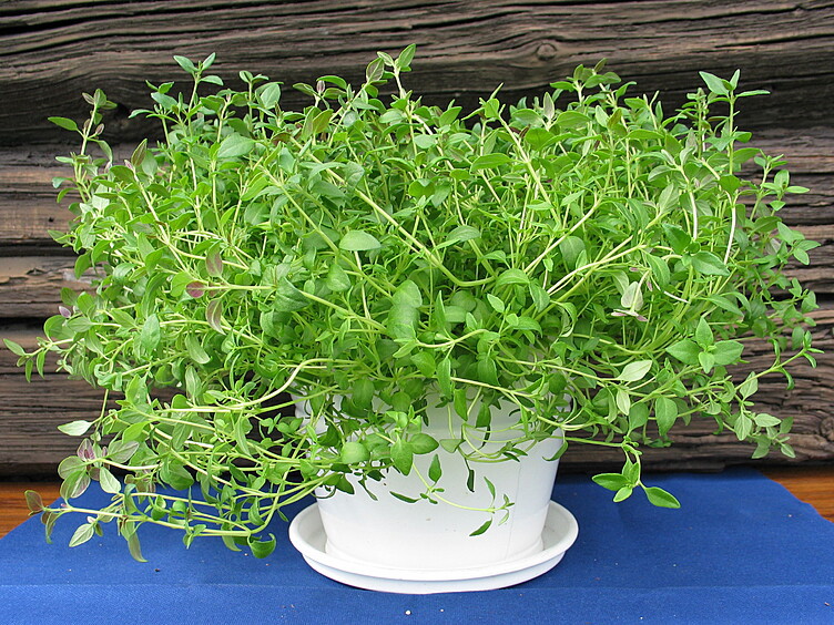 Timian  ø12cm standard   potte