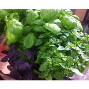 Urter import       kg