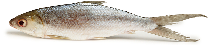 Milkfish rå, hel 300-500g 10kg