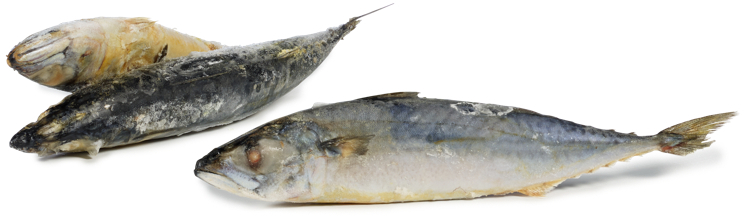 Makrell spansk rå hel 150-250g  10kg