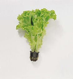 Salat rapid   stk