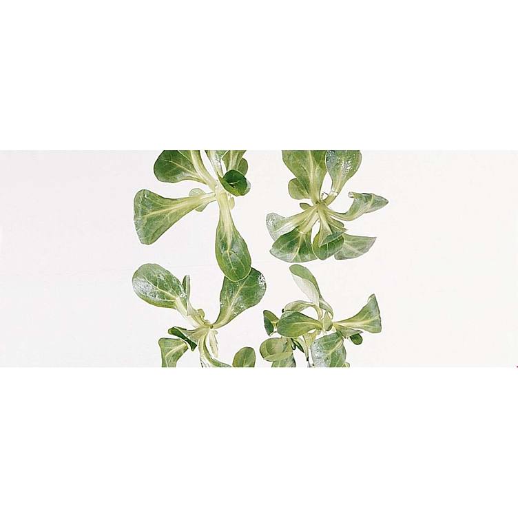 Salat feld            stk
