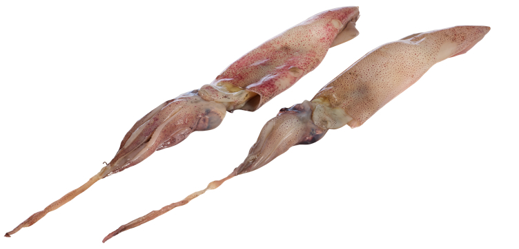 Californian squid rå hel soft skin  1kg
