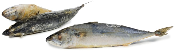 Makrell spansk rå hel 150-250g  10kg