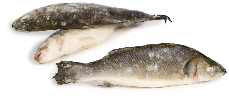 Seabass rå hel 300-400g  10kg
