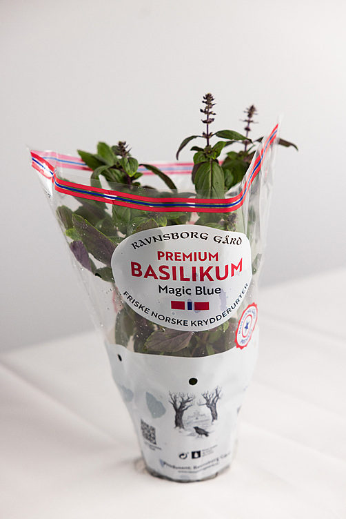 Basilikum 'magic blue'  ø14cm premium   potte