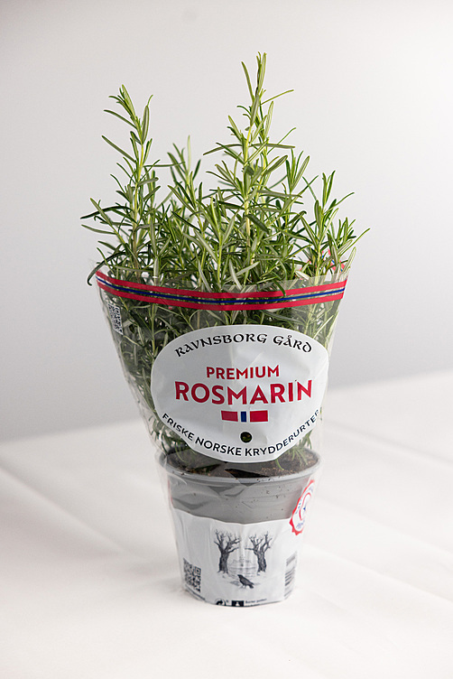Rosmarin  ø14cm premium   potte