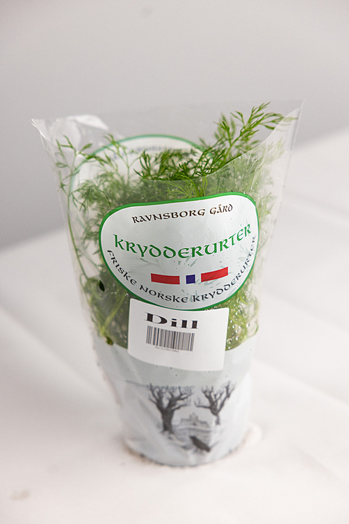 Dill  ø12cm standard   potte