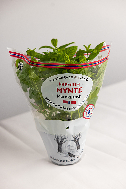 Mynte marokkansk  ø14cm premium   potte
