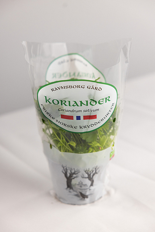 Koriander  ø12cm standard   potte