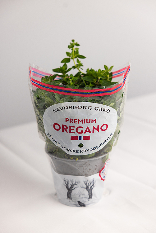 Oregano  ø14cm premium   potte