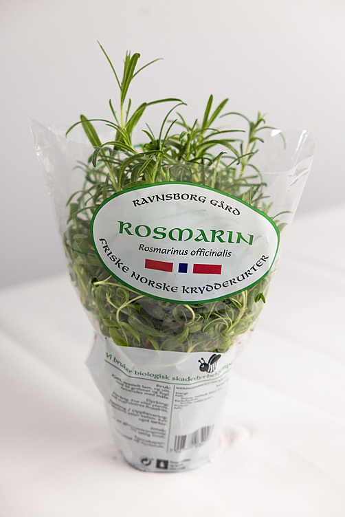 Rosmarin  ø12cm standard   potte