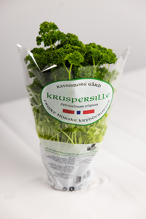 Kruspersille  ø12cm standard   potte