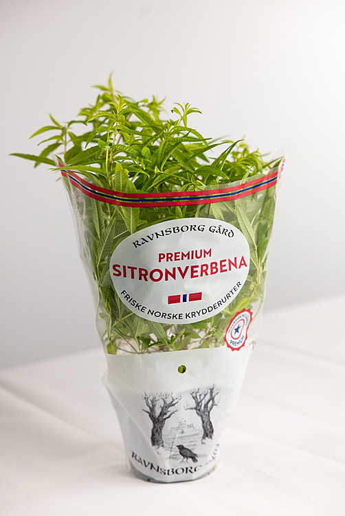 Sitronverbena  ø14cm premium   potte