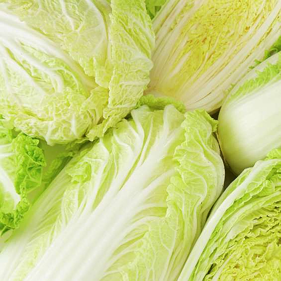 Chinese cabbage ecological