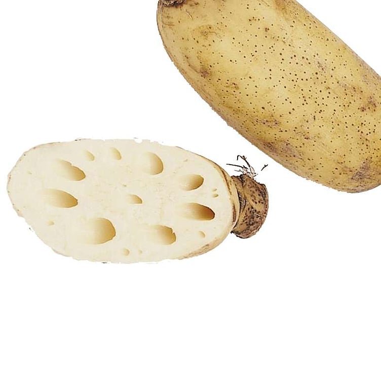 Lotus root
