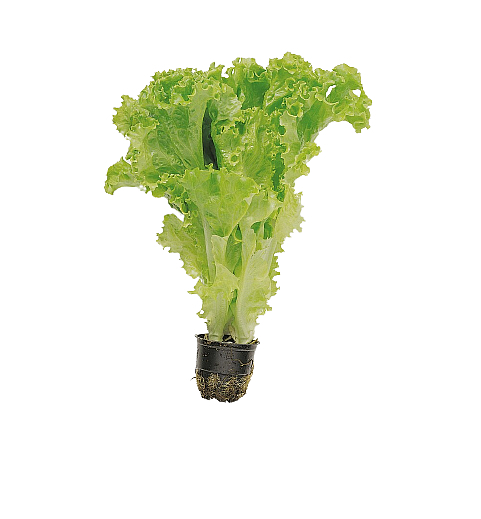 Salat rapid norsk