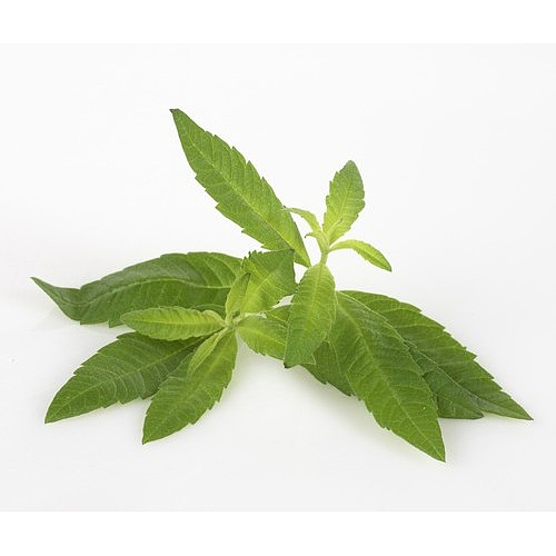 Urter sitronverbena 170g potte